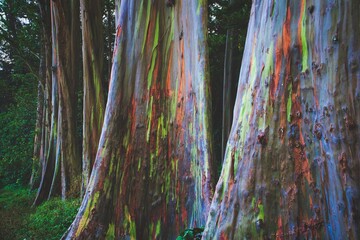 rainbow eucalyptus