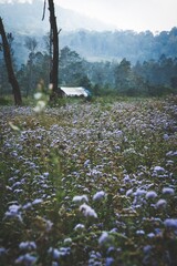 lavender flowers in the field