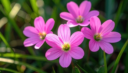 Fototapeta premium Macro Close up of Four Delicate Pink Rain Lilies Blooming in Lush Green Grass Springtime Nature Beauty Photography
