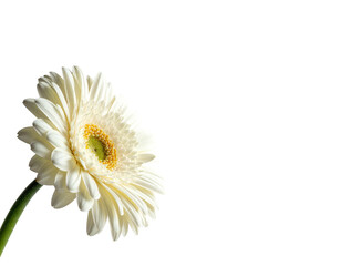 Close-up of a single, vibrant, white gerbera daisy, angled slightly, against a stark black background.  