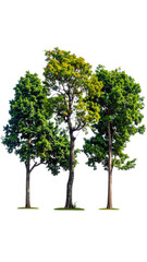 Obraz premium Three green trees stand tall against a black background