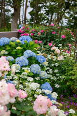 やなぎだ植物公園　イングリッシュガーデン　バラとアジサイ