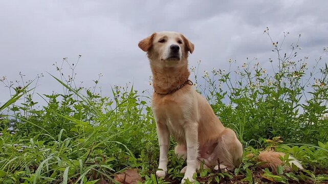 footage of a small gray dog sitting peacefully with a mist-covered morning sky in the background. The scene conveys tranquility, freshness, and the charm of pets in nature. Perfect for documentaries, 
