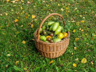 Wicker basket with green tomatoes. How to ripen tomatoes at home. Gardeners tips