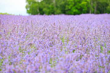 Obraz premium Vibrant Purple Lavender Field in Furano, Hokkaido, Japan 