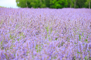 Obraz premium Vibrant Purple Lavender Field in Furano, Hokkaido, Japan 