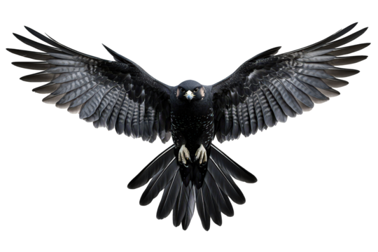 A striking peregrine falcon soars with wings fully extended, isolated on transparent background, showcasing its impressive wingspan and powerful presence against a clean backdrop
