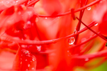 曼殊沙華の水滴