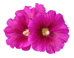 Close-up of three vibrant magenta flowers