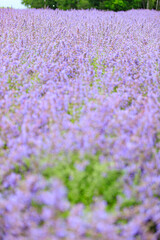 Vibrant Purple Lavender Field in Furano, Hokkaido, Japan	