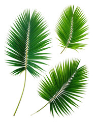 Obraz premium Close-up of three vibrant palm fronds. Sharp, detailed veining. Tropical, lush green