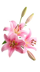 Naklejka premium Close-up of three pink lilies with buds