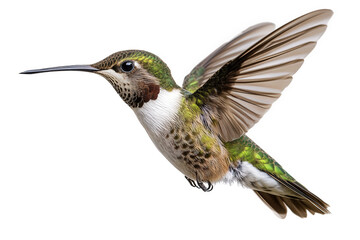 Fototapeta premium A rubythroated hummingbird flits with incredible speed, its delicate wings a blur of motion as it seeks nectar isolated on transparent background