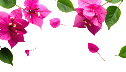 Vibrant pink bougainvillea blossoms and leaves, isolated on black