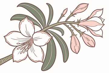 Baobab flower desert bloom