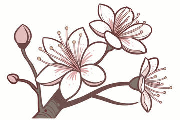 Baobab flower desert bloom