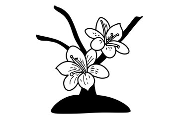 Baobab flower desert bloom