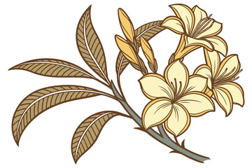 costus spectabilis golden petals