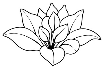 cyclamen mountain flower