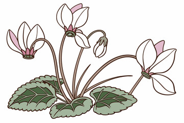 Cyclamen mountain flower