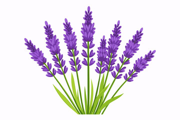 Obraz premium lavender flowers isolated on white