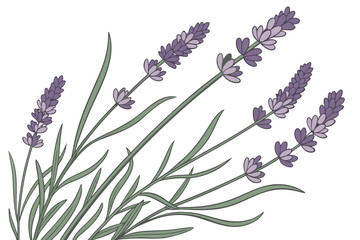 lavender flowers isolated on white