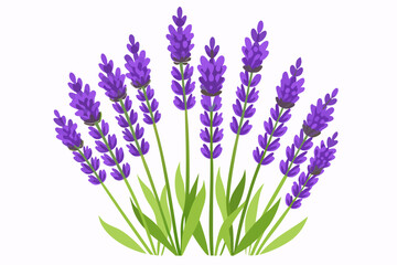 lavender flowers isolated on white