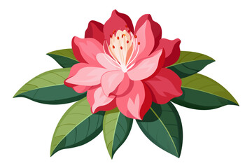 Rhododendron isolated on white background