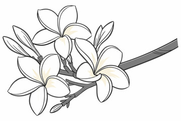 white frangipani flower