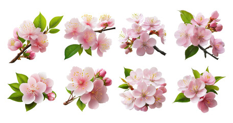 Pink Cherry Blossom Flowers Collection with Leaves and Buds, Bundle Set Collection, Isolated on Transparent Background