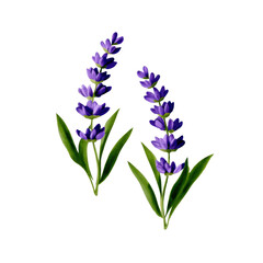 Naklejka premium Beautiful illustration of two purple lavender flower stalks. An isolated plant herb evoking calm and relaxing feeling, perfect for natural aromatherapy concepts