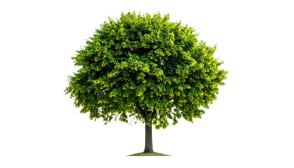 Lush green tree against black background.  Full, rounded crown of vibrant foliage.  Dark trunk and light base.  Isolated