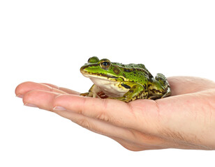 Small green frog resting on a human hand