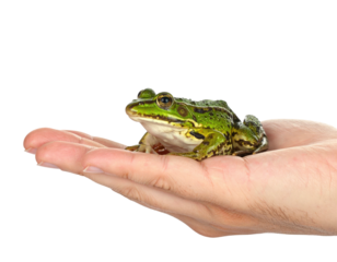 Small green frog resting on a human hand