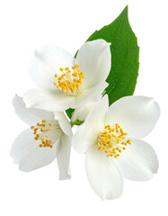 Close-up of three white jasmine flowers with green leaves (3)