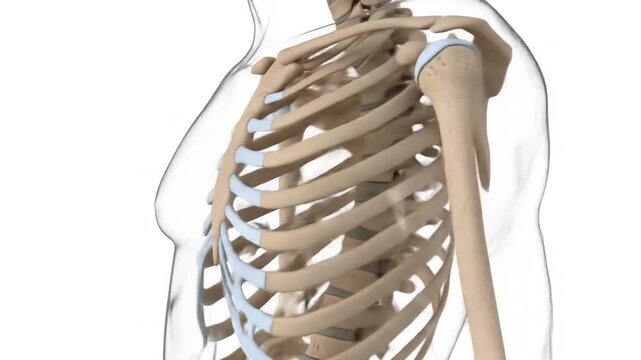 3D rendered illustration of a human skeleton torso showing ribs, shoulder, and arm bones on a white background.