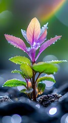 Vibrant Plant Sprout with Dew Drops Macro