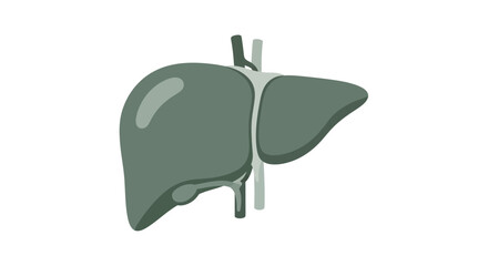 Stylized anatomical liver illustration showcasing its distinctive lobes and vascular connections