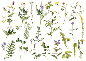 watercolor drawing sketch of plants, leaves and flowers isolated at white background, natural elements, hand drawn botanical illustration