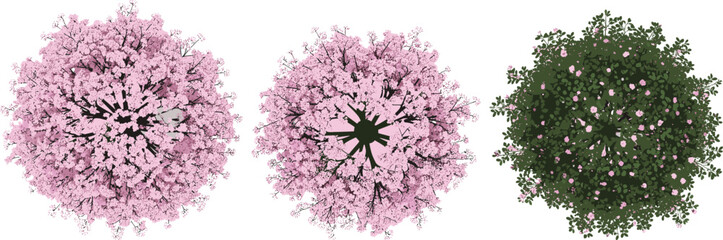 Top view cherry blossom trees illustration, pink sakura flowers foliage, spring nature design, decorative floral landscape element, garden tree vector isolated artwork © Itz Marjia