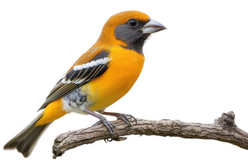 Fototapeta premium A vibrant evening grosbeak isolated on transparent background, showcasing its striking yellow and black plumage, perched on a branch and looking alert with its bright eyes
