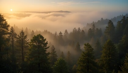 Golden Morning Fog in the Forest &ndash; Nature Landscape Background