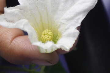 Coccinia indica flower is small, white, star-shaped with delicate petals, blooming beautifully among green vines, symbolizing purity and freshness