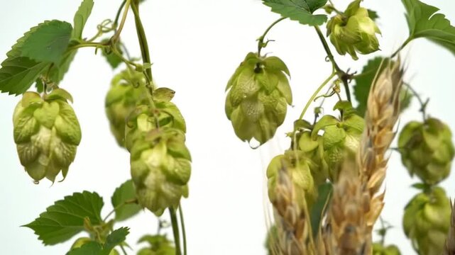 hops on a white background
