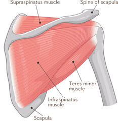 肩の腱板のイラスト Illustration of the rotator cuff of the shoulder
