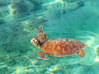 Side profile view of green sea turtle swimming from right with head above water against crystal clear water in Noumea