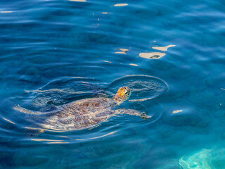 Side profile view of green sea turtle swimming from left with head above water against clear dark blue water in Noumea