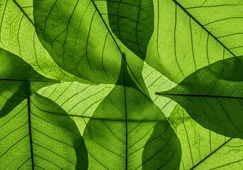 Vibrant, backlit green leaves with intricate, translucent venation, creating an overlapping, textured, and abstract natural pattern