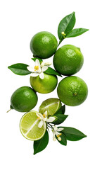 Fresh limes with blossoms and leaves.  A bunch of vibrant green limes, some whole and others halved, are arranged on a sprig of leaves with small white flowers