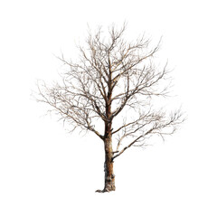 Obraz premium Bare Tree on Transparent Background for Creative Design